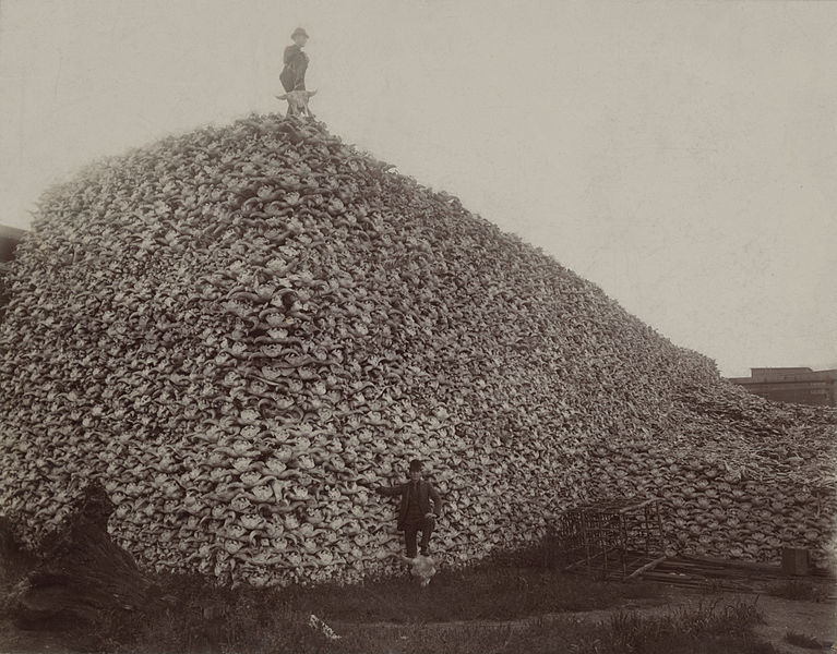 A pile of bison skulls in the mid 1870s.