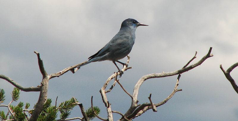 Pinyon Jay – Photo by James St. John