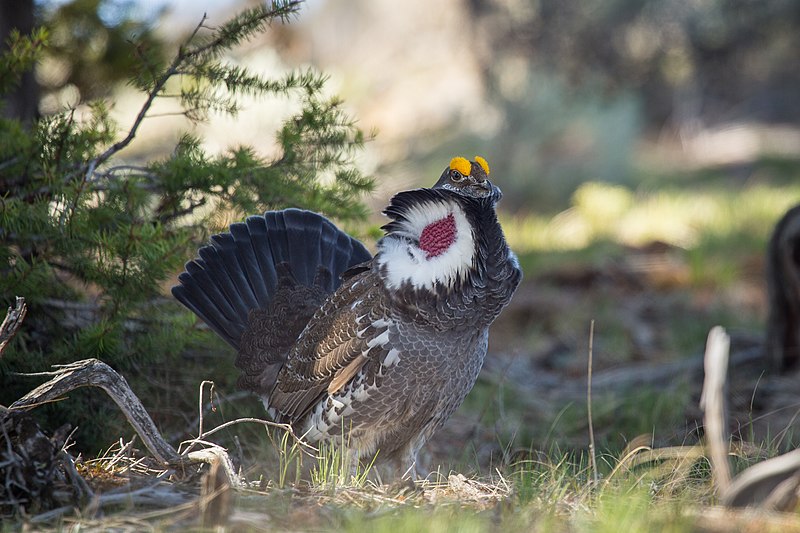 Dusky Grouse Photo by NPS / Neal Herbert