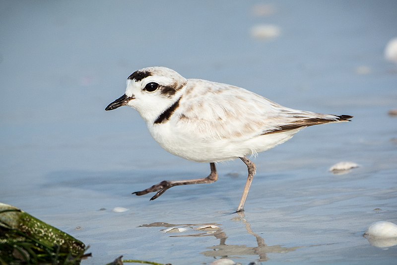 Snowy Plover – Photo by Lisa Mcgloin