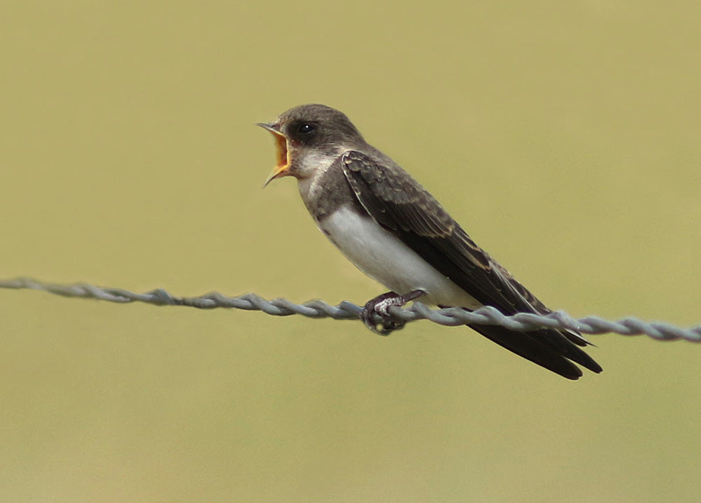 Bank Swallow perched on a wire and vocalizing.