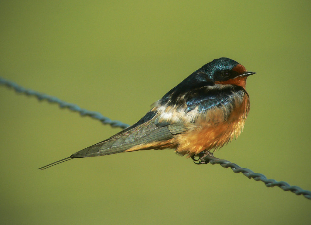 The most common nesting species on the Chico is Barn Swallow with the long forked tail.