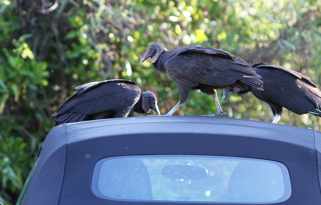 Black Vultures on roof of vehicle in Everglades National Park, Florida