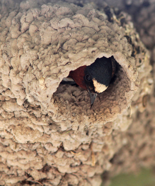 As the name implies, Cliff Swallows use mud to construct an adobe type nest. Large colonies are common when mud is prevalent.