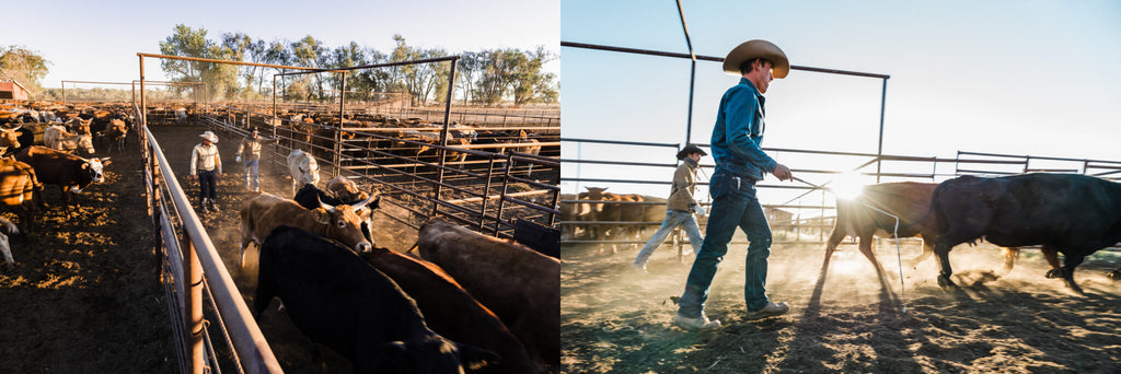 Sorting cattle in the corrals at Chico Basin Ranch. Photos by Brennan Cira.