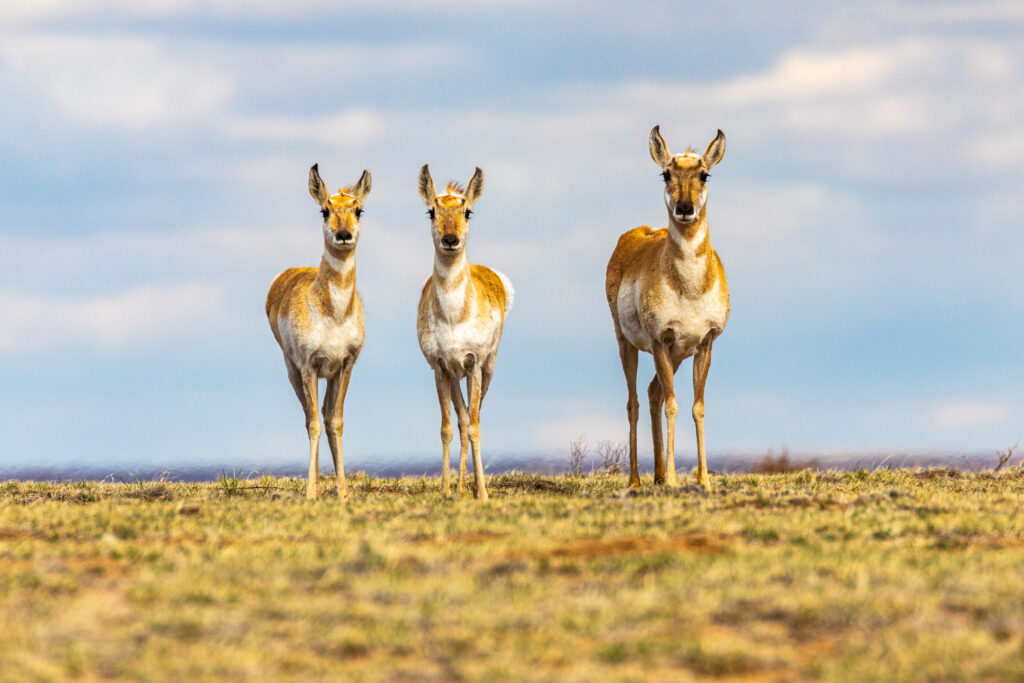 A curious pronghorn family at Chico Basin Ranch. Photo by Shane Morrison.