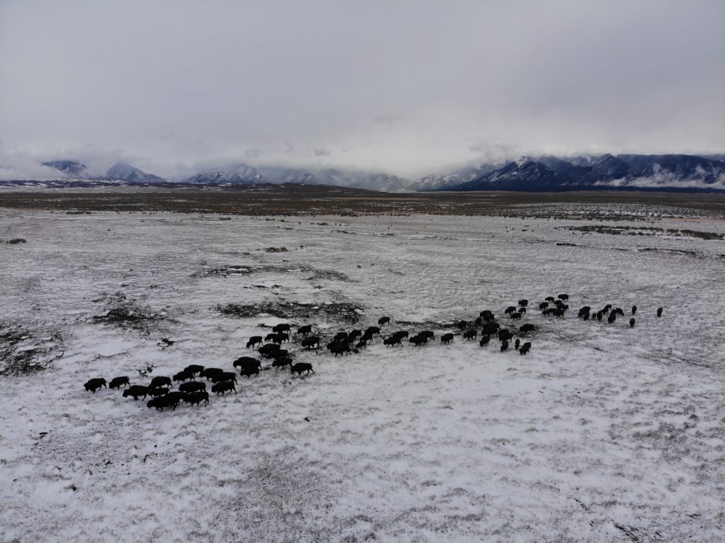 A small herd of the free-roaming bison of the Medano-Zapata Ranch.