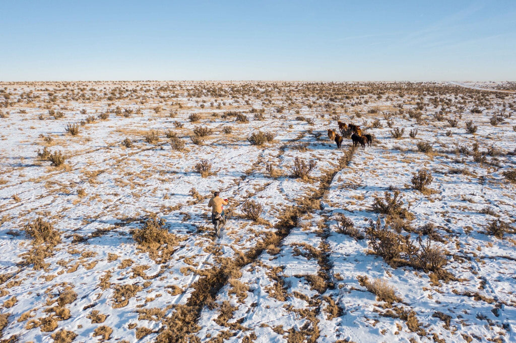 An intern on a motorcycle approaches a group of cattle in the pasture, where single file trails have been worn into the snow. Photo by Wes Walker.