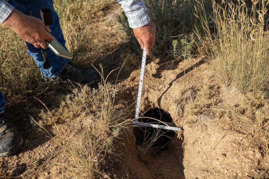 Measuring the dimensions of a burrow entrance. Photo by Madeline Jorden.