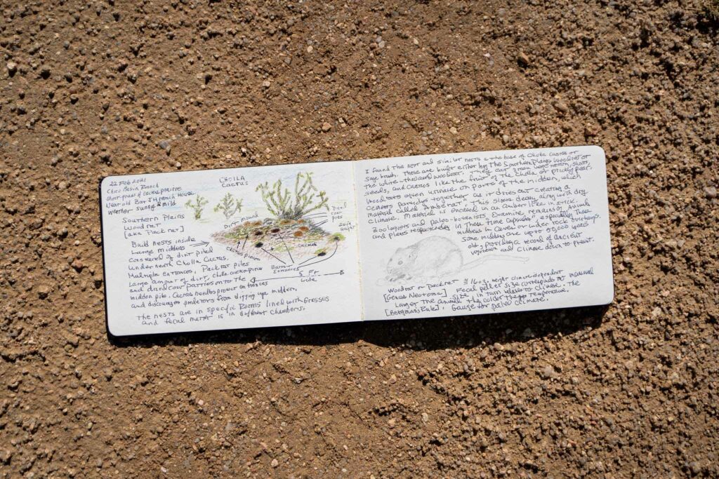 Entries from Shane’s nature journal, detailing den structures and features. Photos by Madeline Jorden.