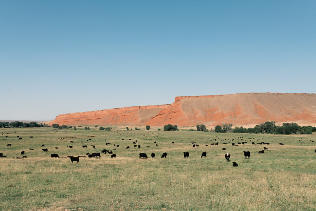Cattle grazing at Paint Rock Canyon Ranch, bordered by red sandstone cliffs. Photo by Brennan Cira.