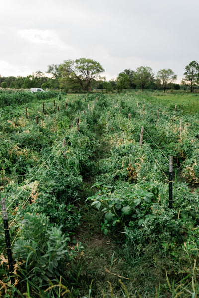 Built on a former elementary school, the Park is a community project that sells food at a weekly summer Farm Stand. Photo by Brennan Cira.