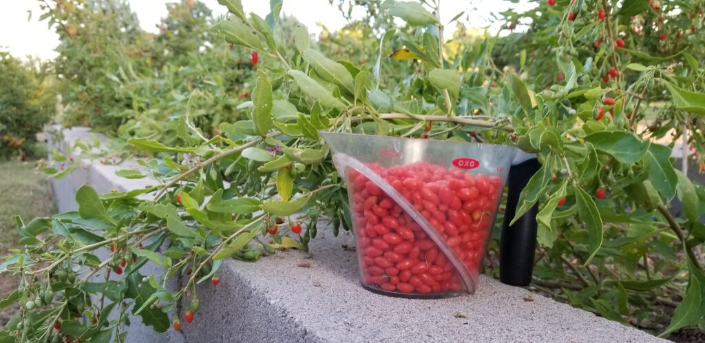 Goji berries. Courtesy Kirk and Tamara Gadzia.