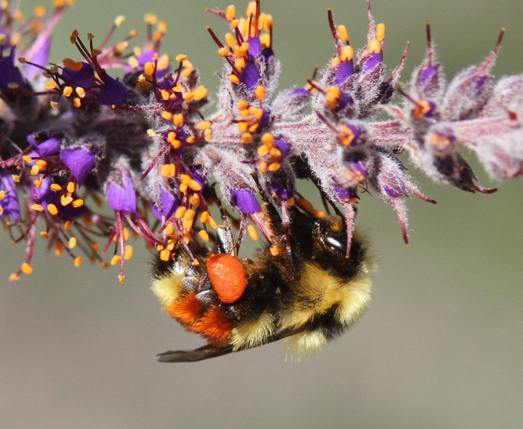 Hunt’s Bumble Bee