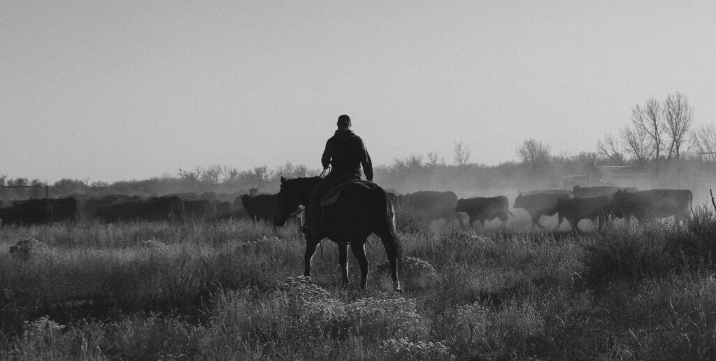 Will Frost moving cattle at Fountain Creek Ranch. Photo by Zara Saponja