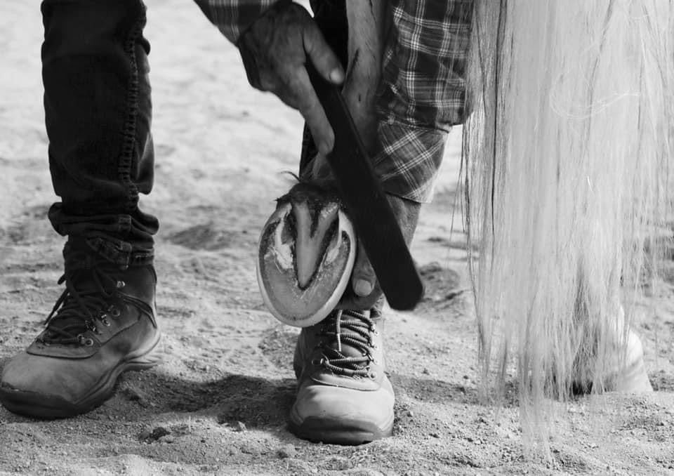 Set-up trim on a clinic participant’s horse in Berlin, Germany.