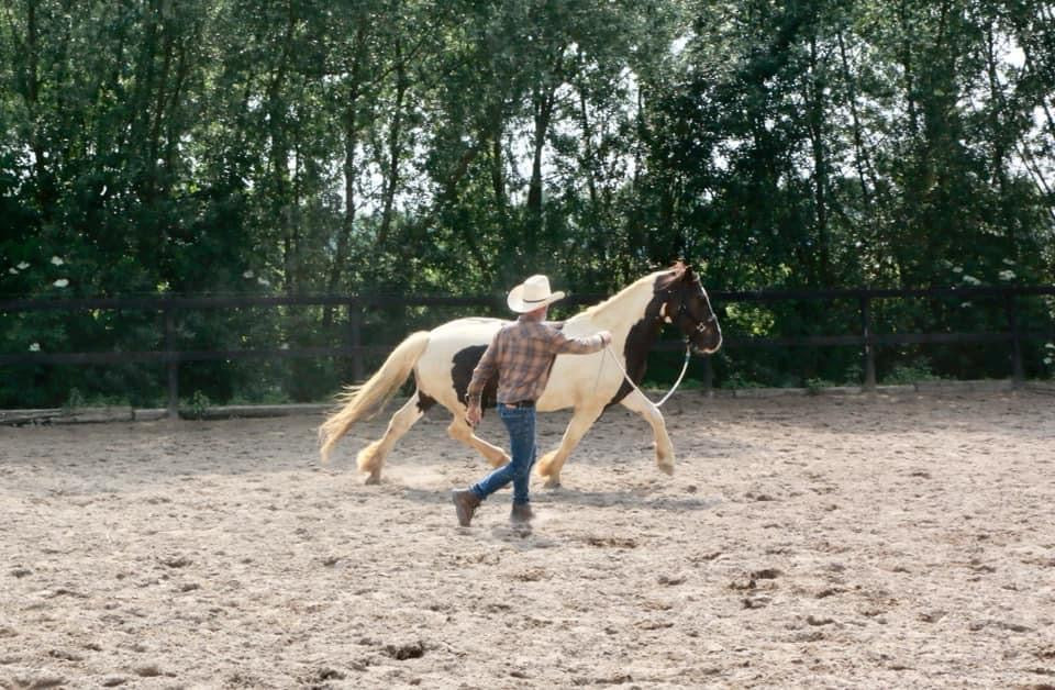 Post-trim movement assessment for a horse at one of David’s clinics