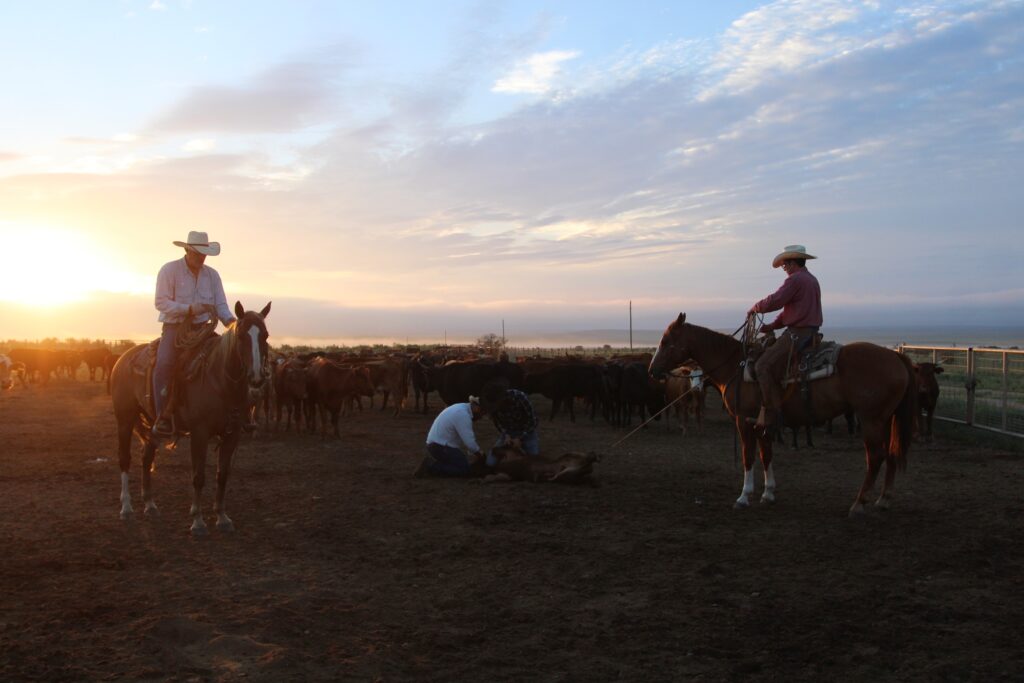 Beardsley (left) roping at this year’s MP Ranch branding.