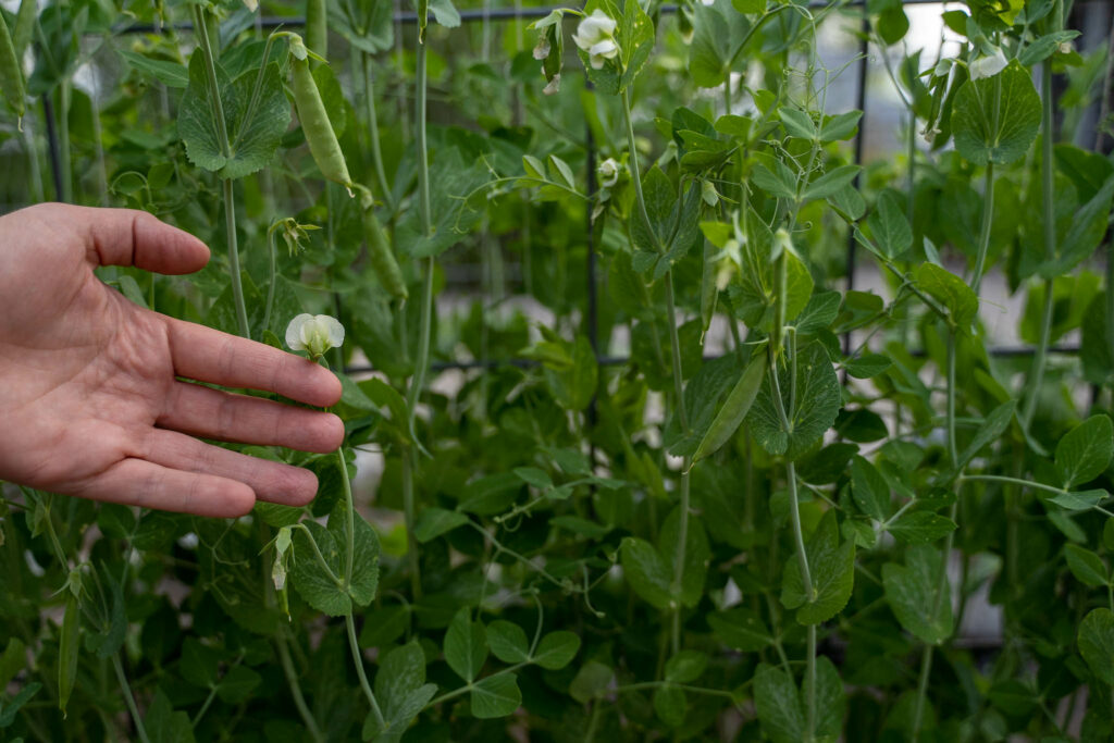 Sugar snap peas. Photo by Madeline Jorden.