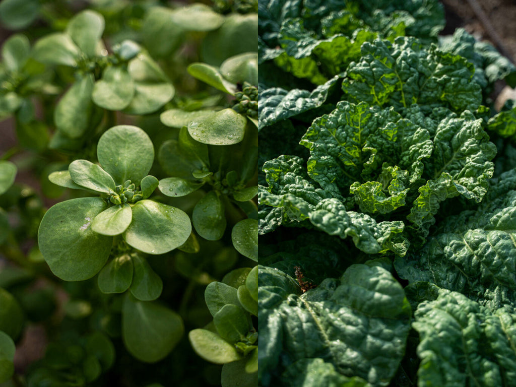 Purslane and Chinese cabbage. Photos by Madeline Jorden.