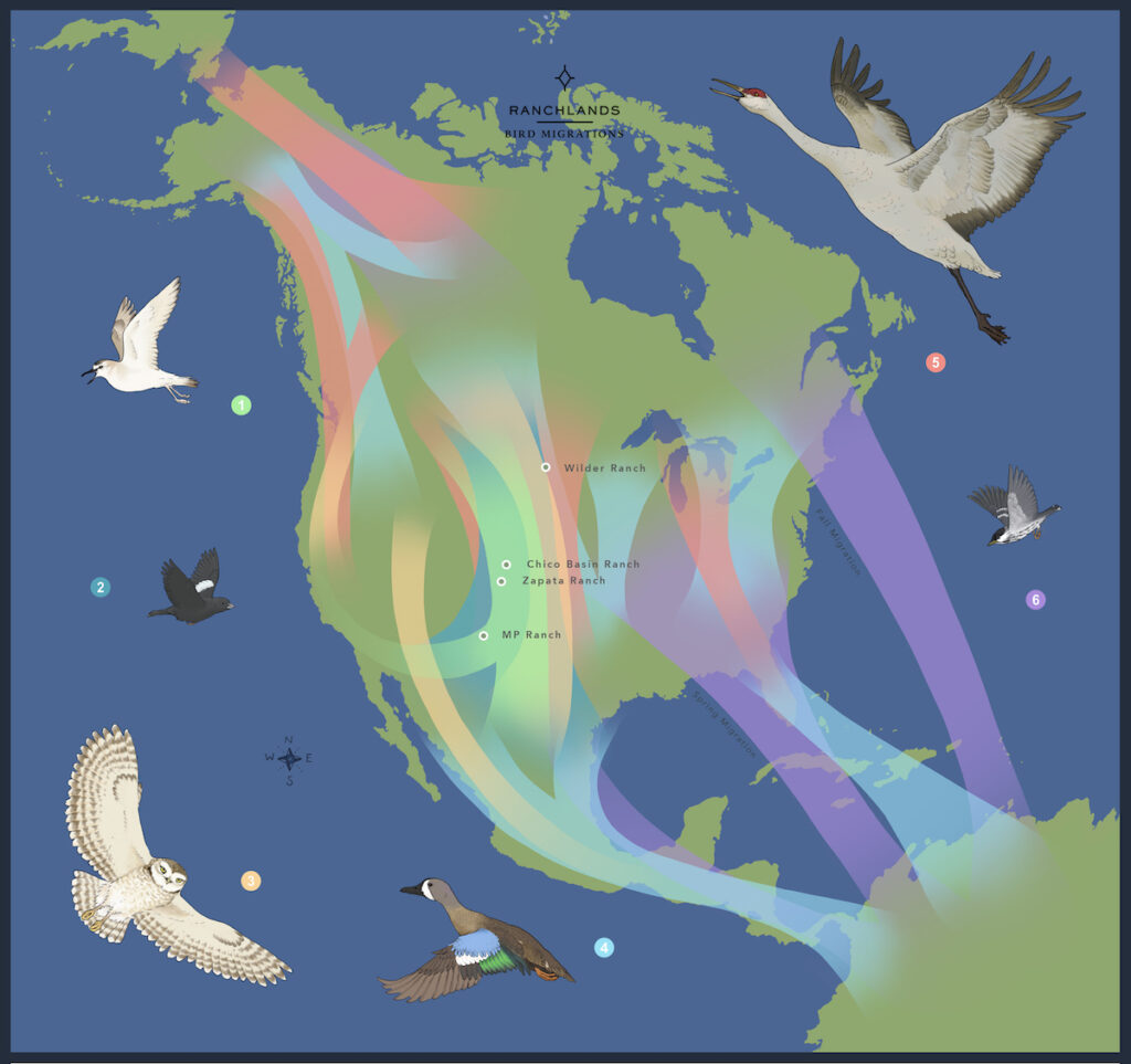 blackpoll warbler migration map