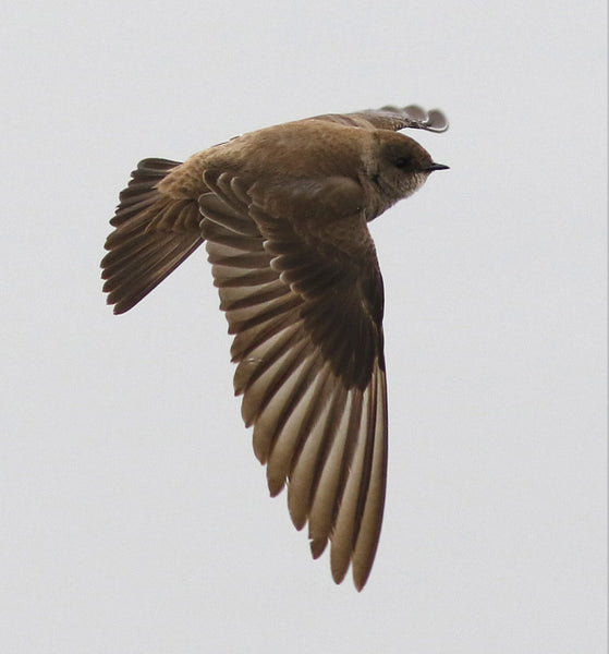 As the name implies, there is a Southern Hemisphere replacement for Northern Rough-winged Swallow and it is called Southern Rough-winged Swallow. Both species have more letters in their names than most other bird species.