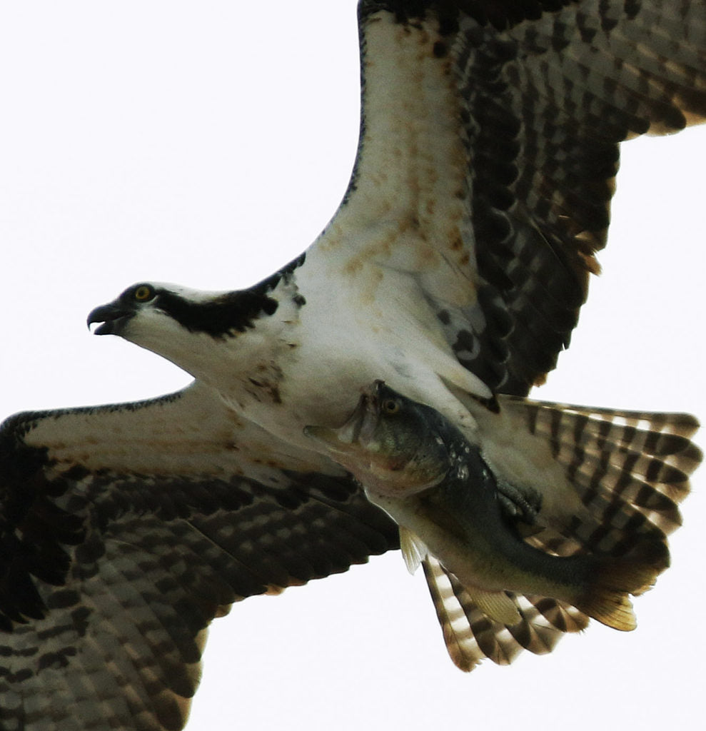 Osprey with his lunch.