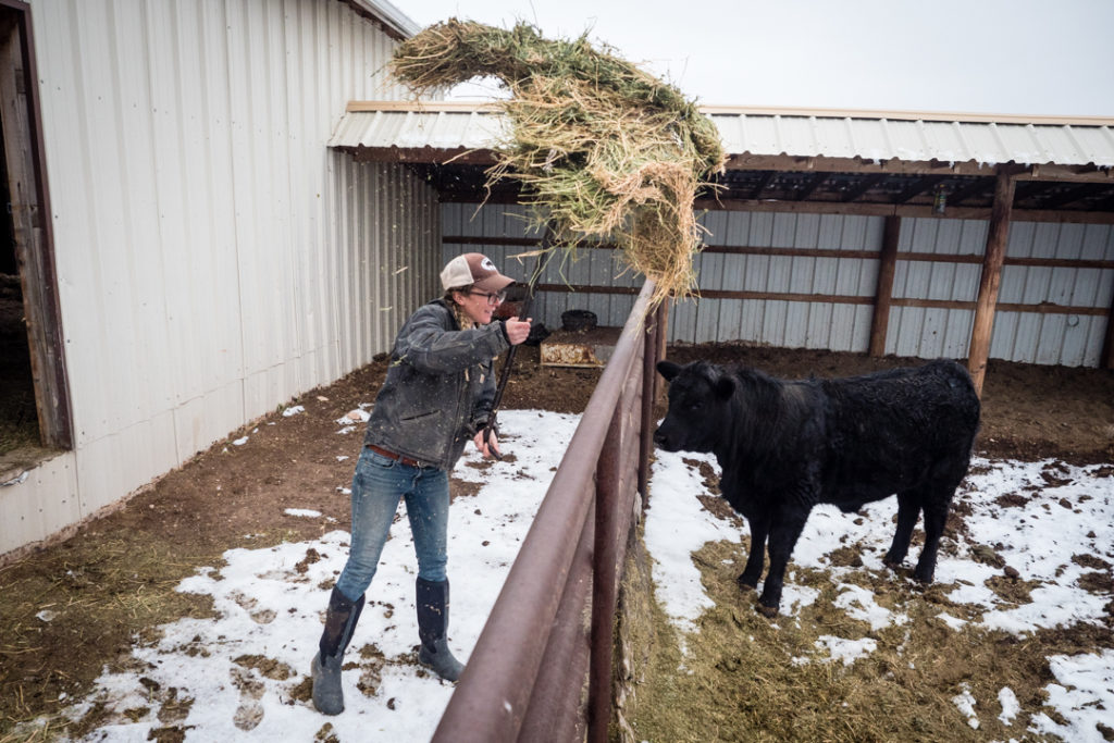 Alden tosses hay to a steer in the corrals. February 2017.