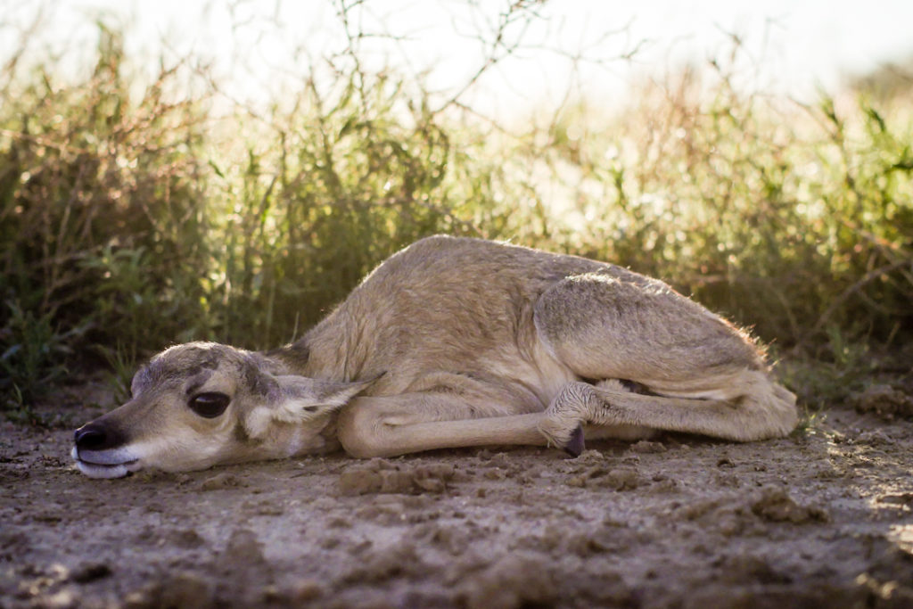 Pronghorn Fawn, May 28, 2016