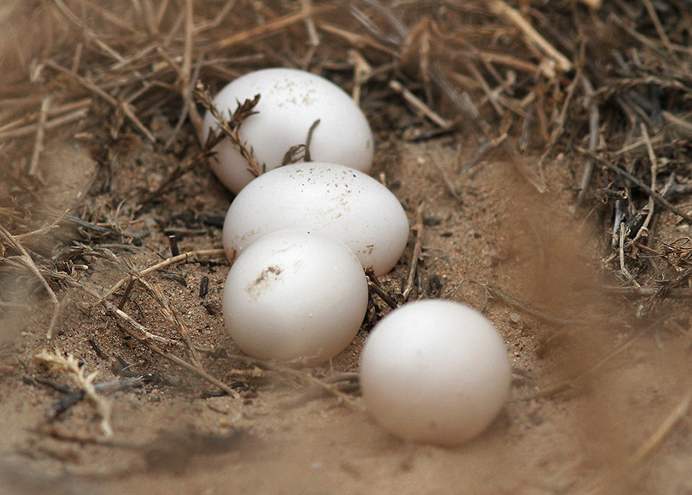 Chico Short-eared Owl nest and eggs, 17 March 2015.