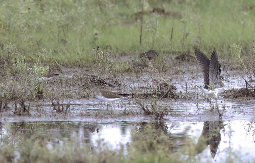 Solitary Sandpipers refueling at a Chico playa lake — how many birds do you see?