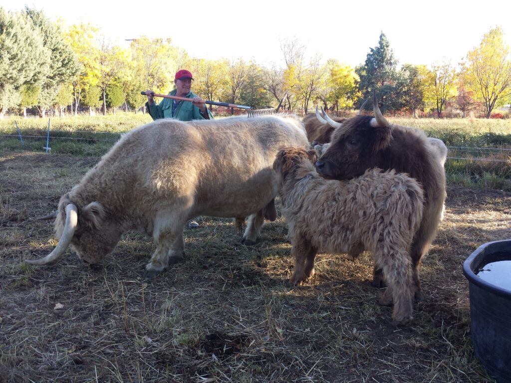 Kirk giving his Highlanders a scratch. Courtesy Kirk and Tamara Gadzia.