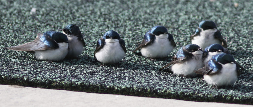 Because they are early migrants, inclement weather will ground swallows temporarily like these Tree Swallows.