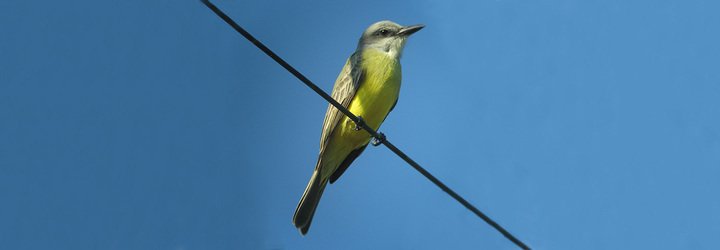 Tropical Kingbird. Photo by Bill Maynard.