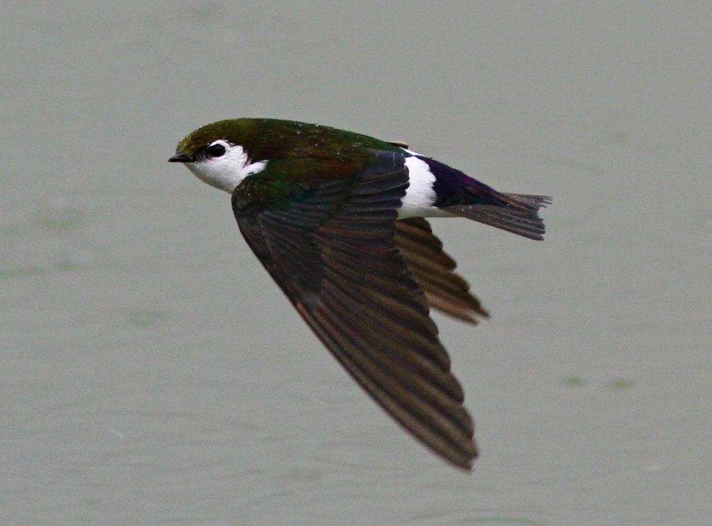 One of the most colorful swallows is this aptly named Violet-green Swallow.