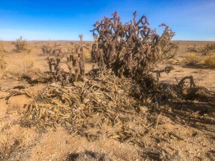 A large woodrat (aka pack rat) house found on the prairie of Chico Basin Ranch.