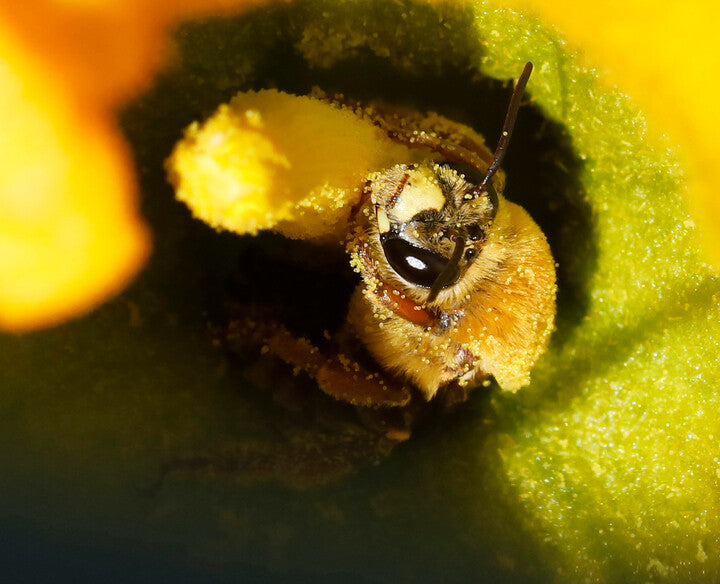 Xenoglossa sp. bee inside a buffalo gourd (Cucurbita foetidissima) – photo by Bill Maynard