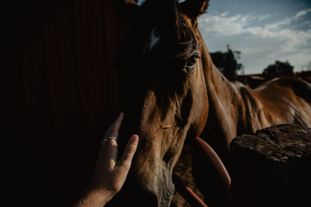 PB waiting for Sam to pull her out of the corrals in the morning on July 17, 2018.