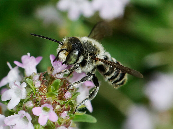 Alfalfa Leafcutter Bee – Megachile rotundata male – Photo by Bill Maynard