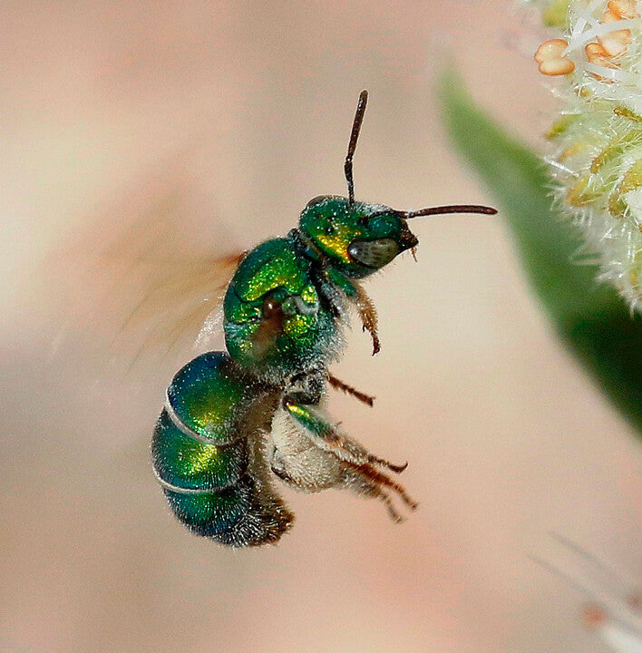 Augochloropsis sp. – photo by Bill Maynard