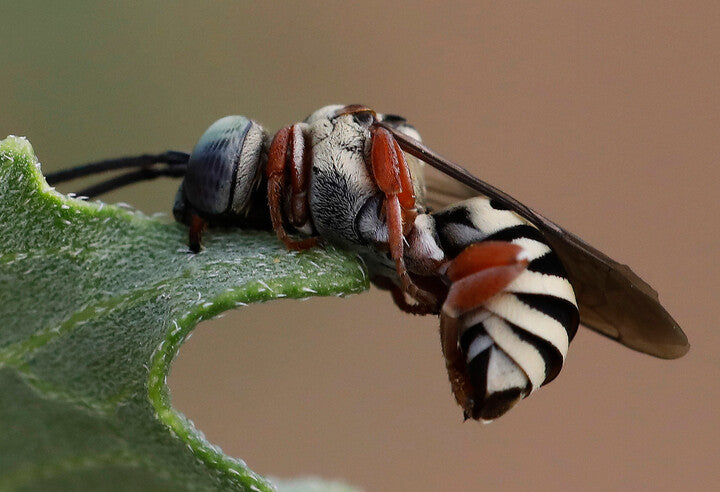 Triepeolus bee, sleeping – photo by Bill Maynard