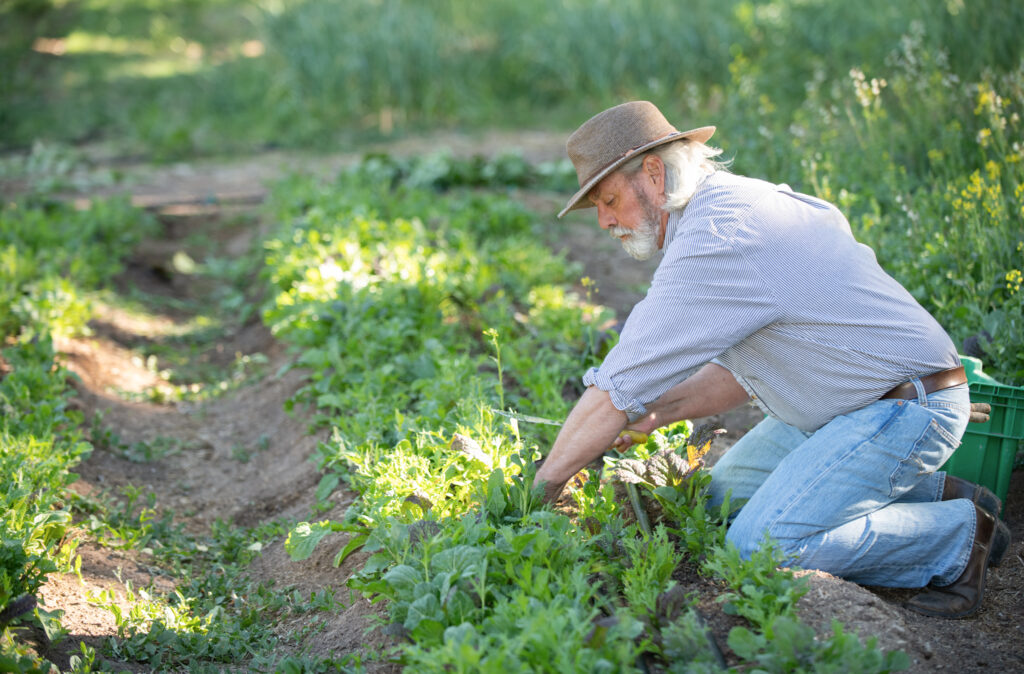 Brittenham at work in the Los Poblanos farm fields. Photo by Douglas Merriam.