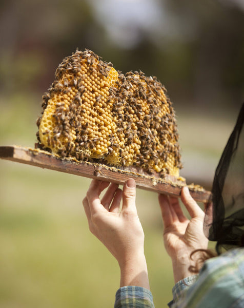Inspecting the honeybee comb formation. Photo by Josh Hailey Studio.