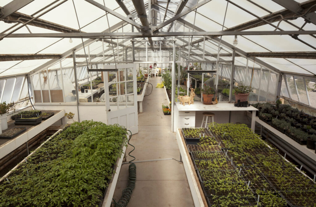 Spring plants in the greenhouse. Photo by Josh Hailey Studio.