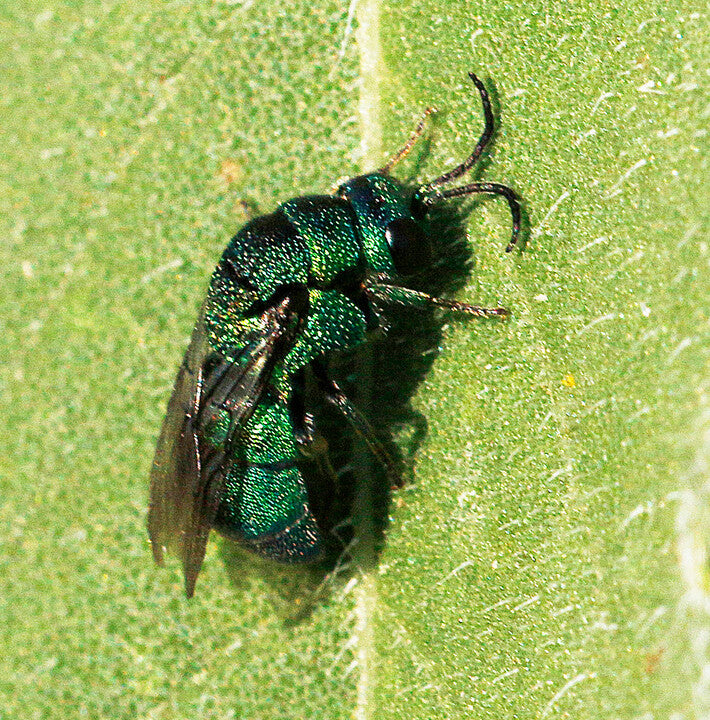 Cuckoo Wasp – photo by Bill Maynard