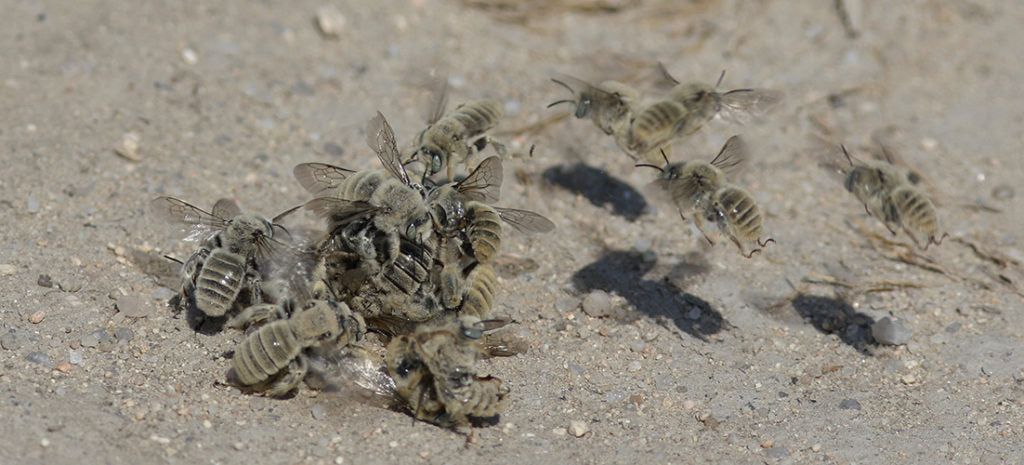 Male digger bees competing for a female.