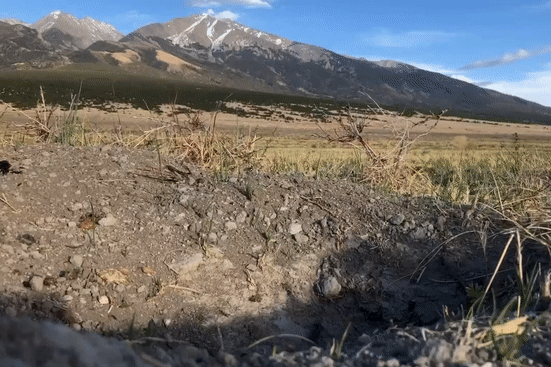 A burrowing owl exits her den at Ranchlands Zapata Ranch. Video by Kate Matheson.