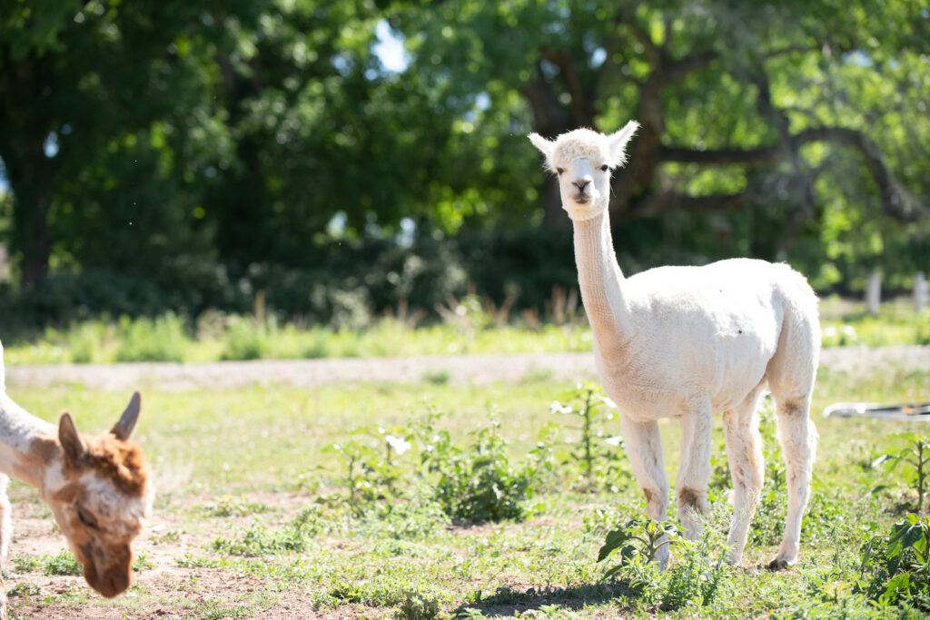 Resident alpacas. Photo by Douglas Merriam.