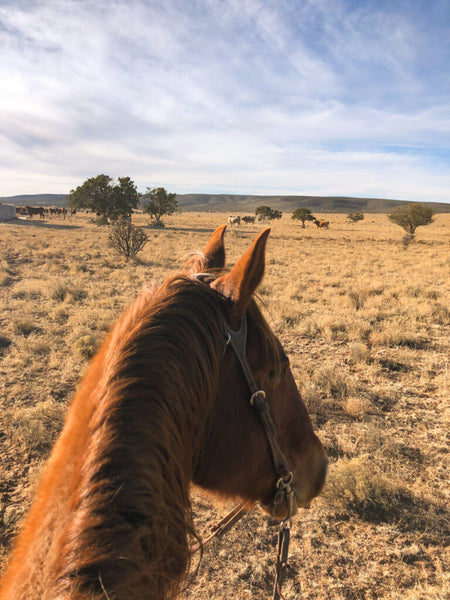 Moving cattle atop JC in the MP Ranch’s Powell Pasture. Photo by Lynae Risinger.