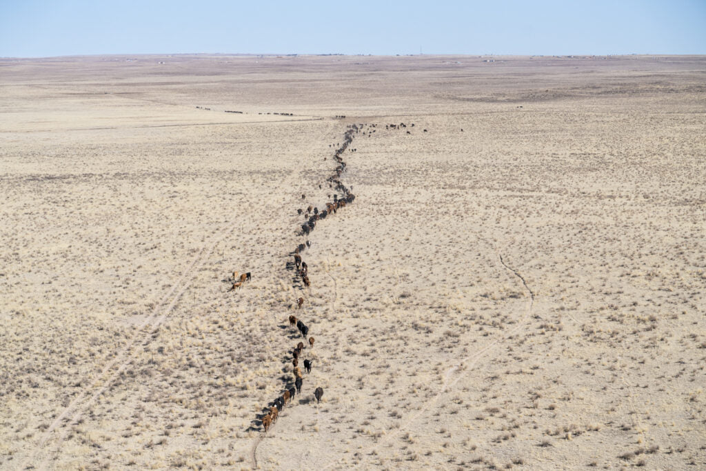 Trails of cattle headed across the prairie. Photo by Matt Delorme.